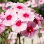 55968f9b904f933ad9362a58c1d5576c_2a0b5a34-2551-4b90-8b70-ccd5ecf79ade