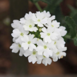 VERBENAhybridaVerbena-IdealFloristMix001_1024x1024_84abcf5e-9a99-4810-9d4e-70a5e4c232e1