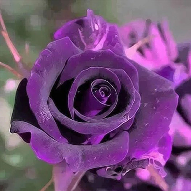 Rare Exotic Dark Purple Rose Seeds