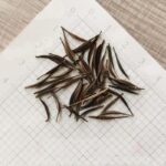 CosmicOrangeCosmosFlowerSeeds33