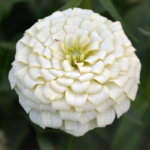 WhiteZinniaSeeds_3