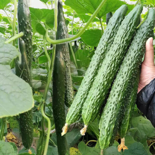Tasty Green Hybrid Cucumber Seeds