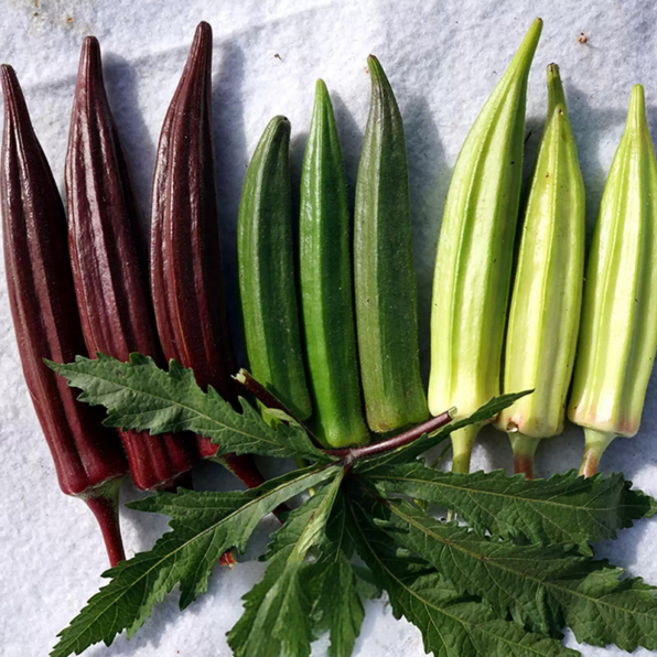 Rainbow Fiesta Okra Seeds