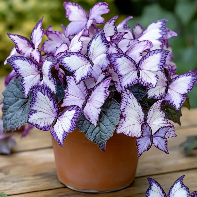 Butterfly Begonia Lavender
