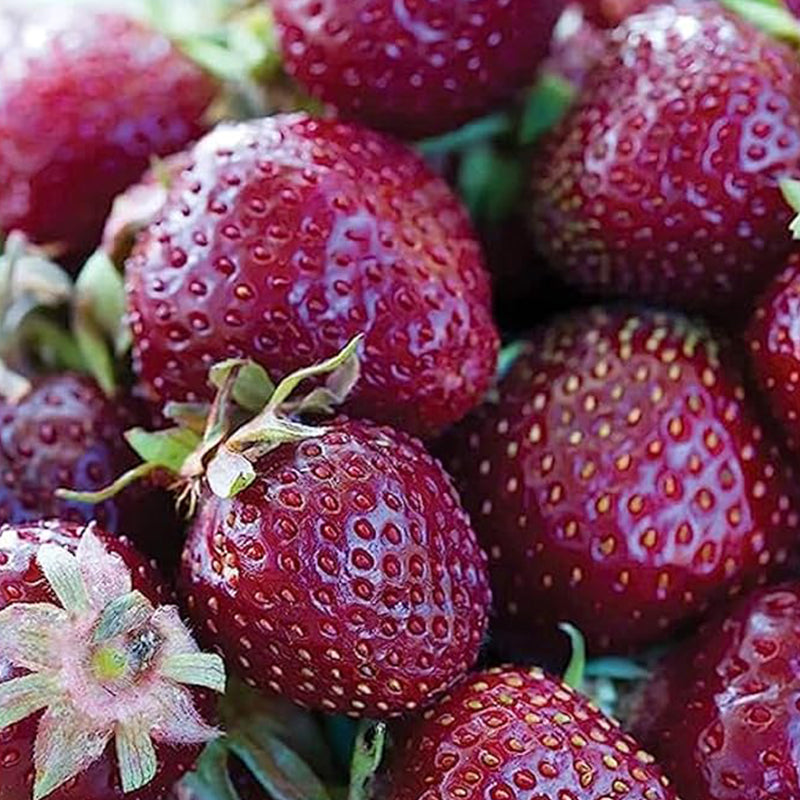 Purple Wonder Strawberry Seeds Sweet Juicy Fruit Gardening