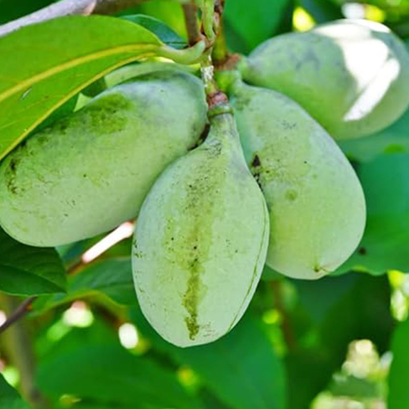 Paw paw Tree Seeds for Planting Fun and Easy to Grow Your Own Food