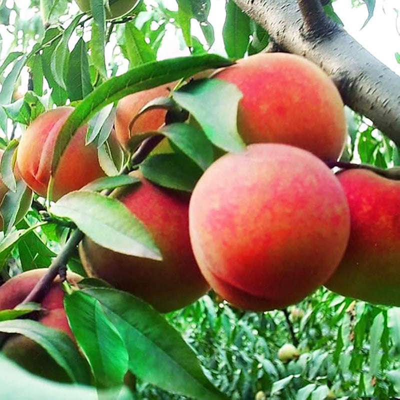 Dwarf Peach Fruit Tree Indoor or Outdoor