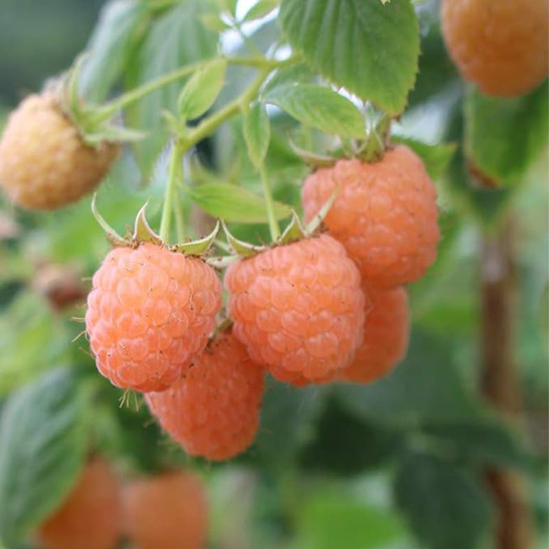 Double Gold Raspberry Seeds Sweet and Beautiful