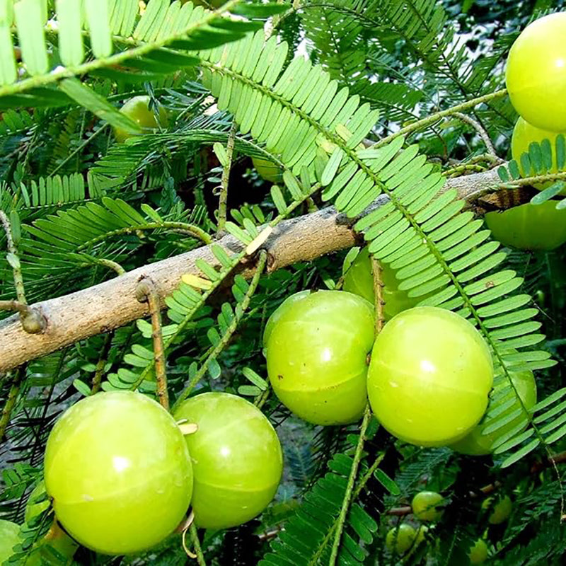 Phyllanthus Emblica Indian Gooseberry Edible Fruit Ornamental