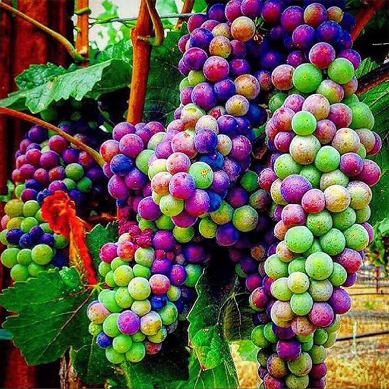 Rainbow Grape Fruit Seed Rare Sweet Fruit Gardening