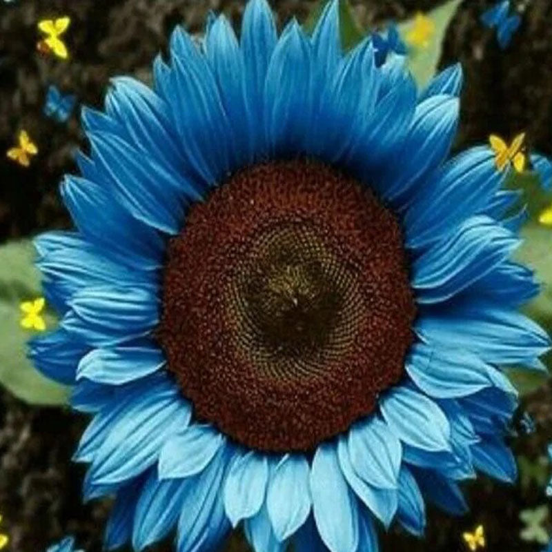 Bright Blue Sunflower Seeds