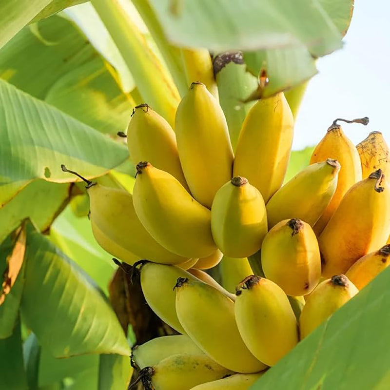 Banana Tree Seed Tropical Plant Delicious Sweet Fruit Non-GMO