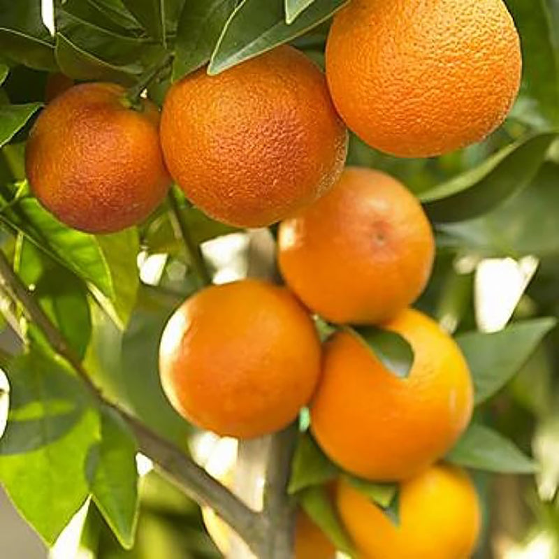 Bonsai Orange Tree Seed Delicious Sweet Fruit Juicy