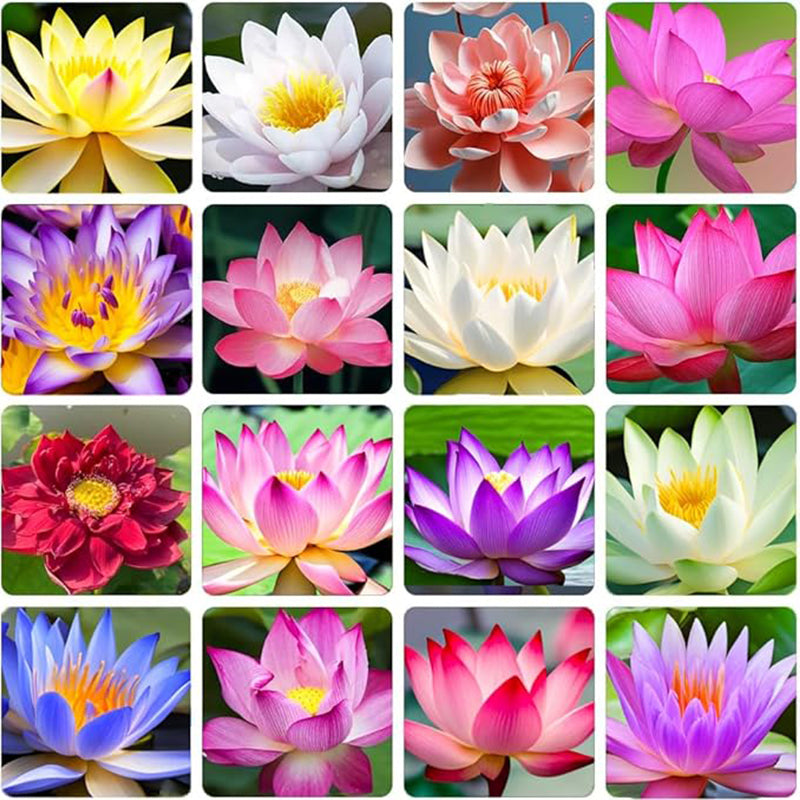 Miniature Water Lily Seeds