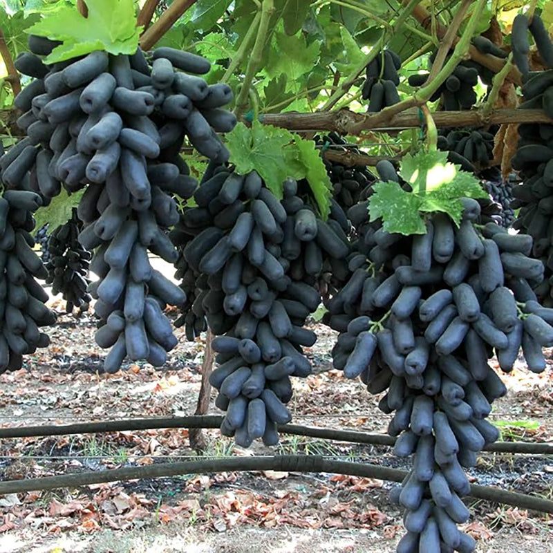 Black Finger Grape Seed Sweet Fruit Attract Butterflies and Bees