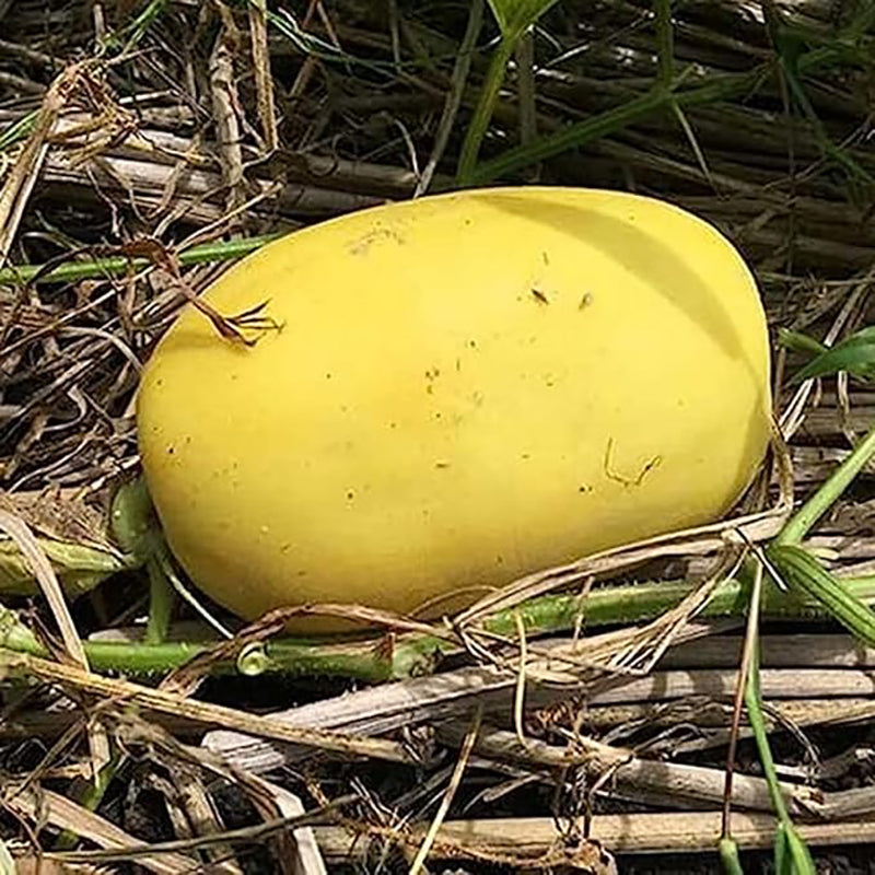 Golden Honeydew Seed Japanes Kogane Makuwauri Sweet Melon Non-GMO