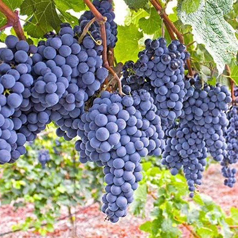 Mars Seedless Grape Bare Root Perennial Grape Hardy and Long-Lived