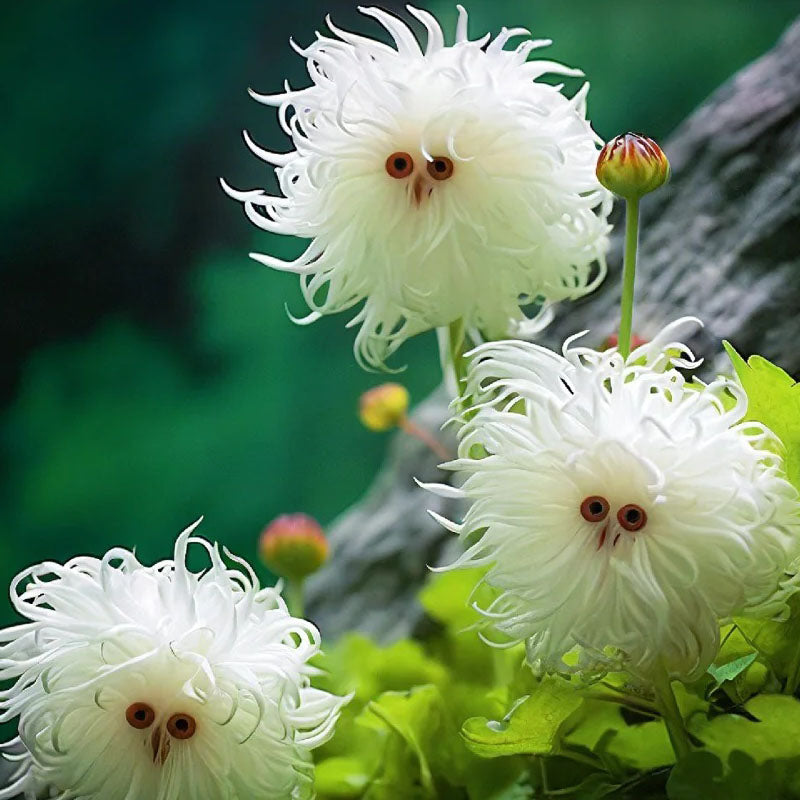 Cat's eye dazzle-Curly white