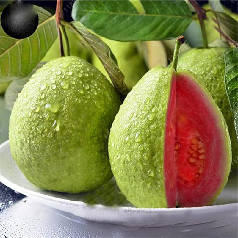 Guava Fruit Tree Seeds for Planting - Exotic and Delicious Tropical Fr