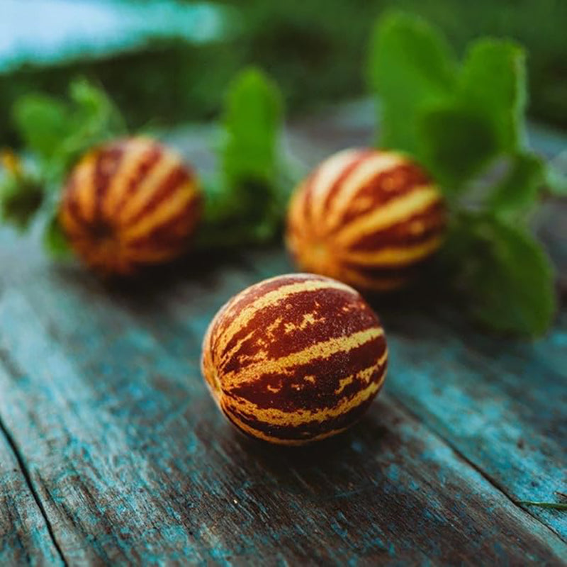 Rich Sweetness Melon Unique Striped Melon Variety