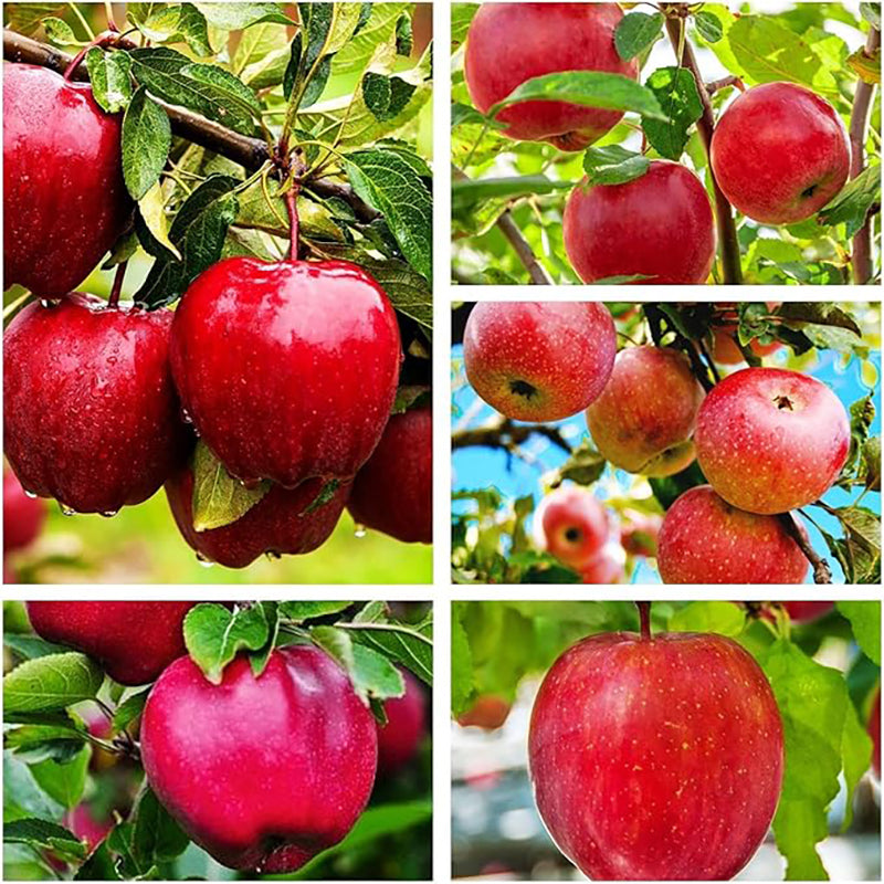 Red Apple Seed Large Perennial Outdoor Indoor Giant Bush
