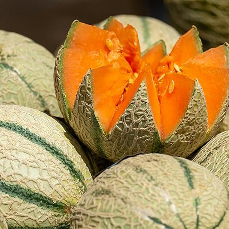 “Charentais” Melon Seeds Rare French Heirloom Melon