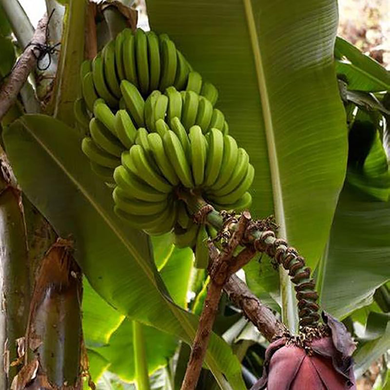 Musa Acuminata Banana Fruit Tree Dwarf Houseplant Sweet Fruit