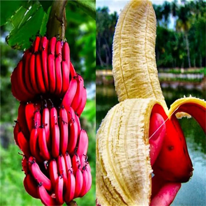 Rare Banana Seeds Red Dwarf Tree Bonsai Home Gardening Planting