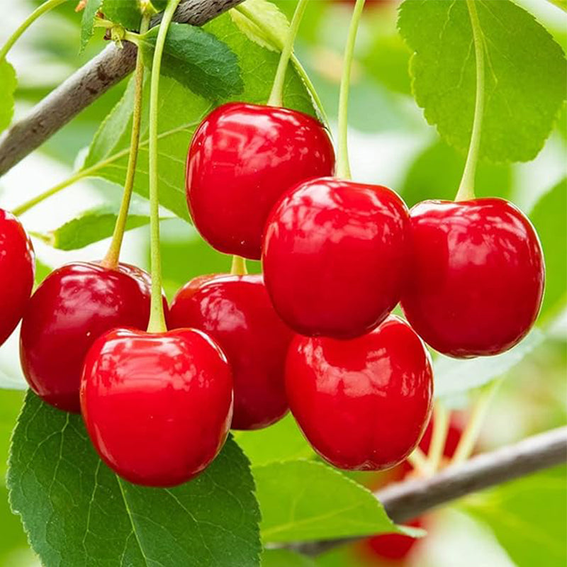 Dwarf Cherry Tree Seed Sweet Edible Fruit Robust Flavor