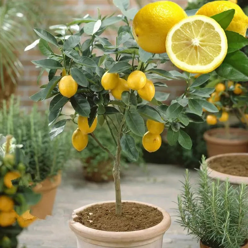 Perfume Lemon Seeds High Germination Rate - Year Round Blooms and Frui