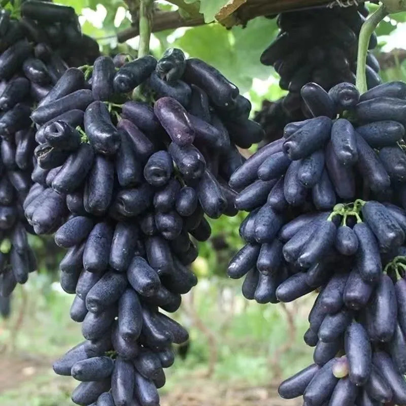 High Quaility Sapphire Grapes Seeds