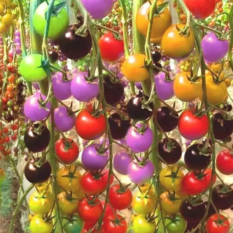 Colorful Cherry Tomatoes Seeds