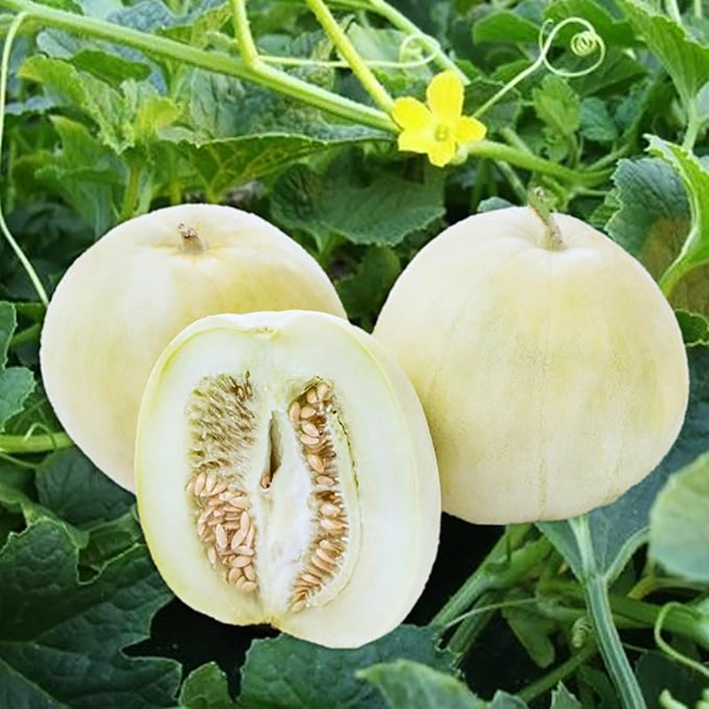 Bai Mibao Taiwan Melon Seeds White Thin-Wall Muskmelon