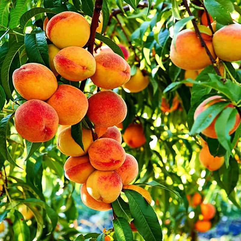 Peach Fruit Tree Prunus Persica Sweet Fruit Tree