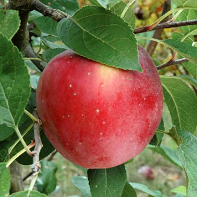 Miniature Apple Tree Seed High Yield Flourishing Perfect for Container