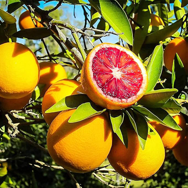 Blood orange tree seeds fast growing juicy non-GMO suitable for patio