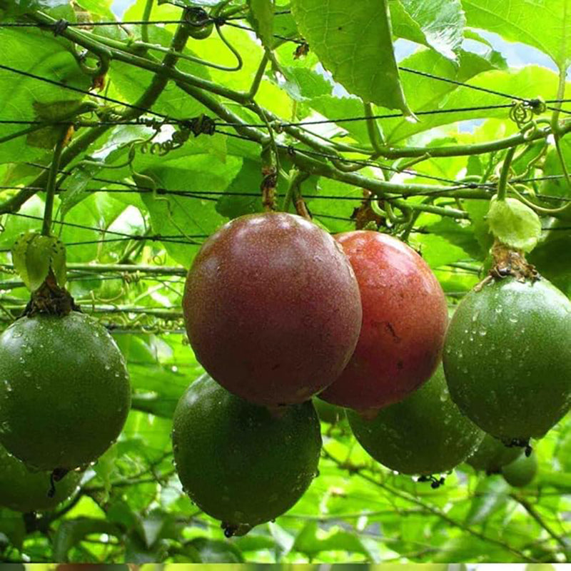 Passion Fruit Flower Seeds for Planting