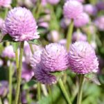 O1CN01MR6evu2BdOJAOZZL6__2044468361-0-cib