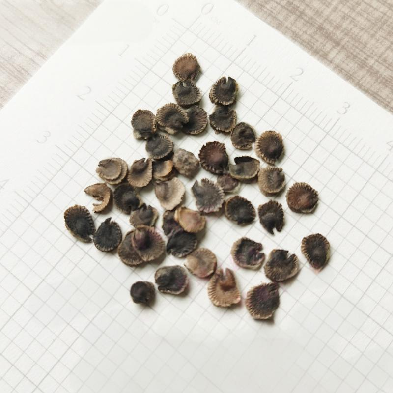 65edaffc7556796fb4e5ab7fcdefaebe