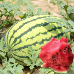 O1CN01LQpH1H1sdrxuCNf1M__2213260295790_jpg_q50_jpg