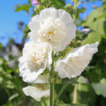 O1CN01TIjLfJ2BdOAI5etvb__2044468361-0-cib