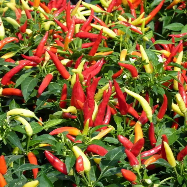 Chilly Chili Ornamental Hybrid Pepper Seeds
