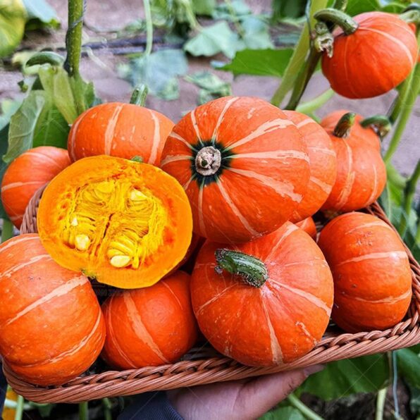 Goldilocks F1 Acorn Squash Seeds