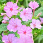 O1CN01VZY6ut2Jkjld7FvZw__2213216199460_jpg_q30_jpg