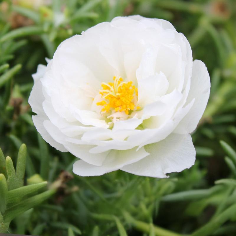 717be120ac0b792aecb53be32d7c1147