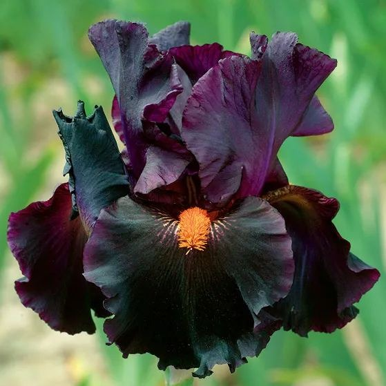 Iris Germanica 'Dracula's Kiss'