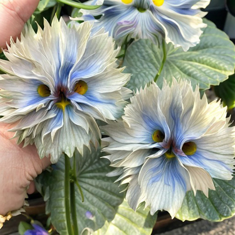 Big Face Flower Seeds