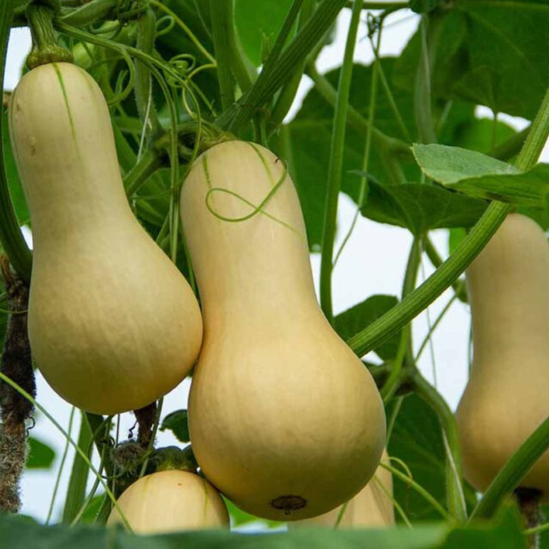 Butterbush Winter Squash Seeds