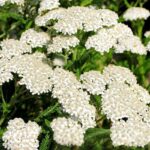 O1CN01Z24BS42Jkjm4g9O2Y__2213216199460-1.jpg_q50-1.jpg__1-1