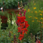 Night and Day Snapdragon Seeds